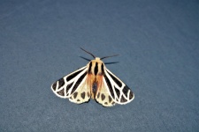 Harnessed Tiger Moth Wings Spread