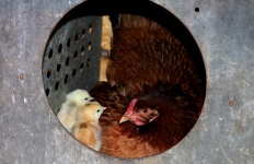 Hen And Chicks In Nest