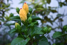Hibiscus Buds 3