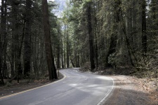 Highway Through Forest