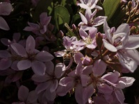 Honeybee And Pink Flowers