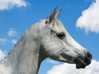 Horse Arab Head Portrait