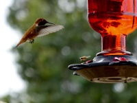 Hummingbird And Bee Flying