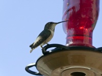 Hummingbird At Feeder
