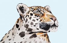 Jaguar, Leopard Watercolor
