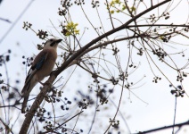 Jay Bird In Tree