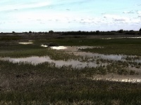 Kern Wetlands