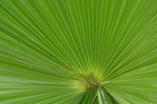 Large Green Fan Palm Leaf