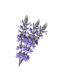 Lavender Flowers White Background