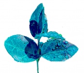 Leaf Cutout Aqua
