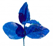 Leaf Cutout Blue