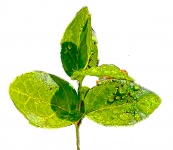 Leaf Cutout Green