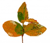 Leaf Cutout Orange