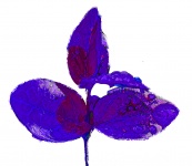 Leaf Cutout Purple