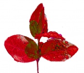 Leaf Cutout Red