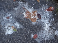 Leaves Frozen In Street Ice