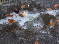 Leaves Frozen In Winter Ice