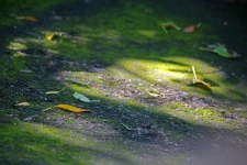 Leaves On Moss Covered Surface