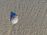 Limpet On Sand