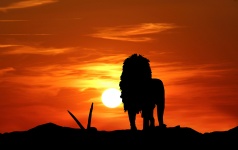 Lion Silhouette At Sunset