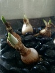 Little Onions Growing