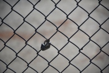 Lock On A Fence
