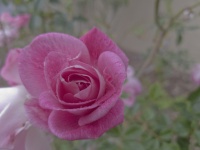 Lovely Pink Rose Background