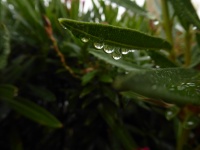 Magnifying Raindrops