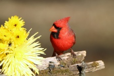 Male Cardinal And Yellow Mums