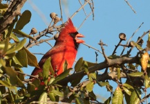 Male Cardinal Singing In Tree