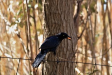 Male Grackle On Wire Fence