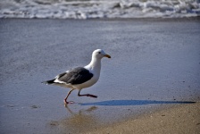 Marching Seagull On The Beach
