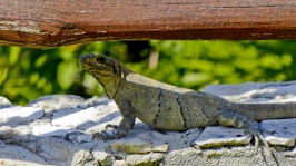 Mexican Iguana Lizard