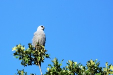 Mississippi Kite In Tree Top