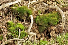 Moss And Roots Nature Abstract