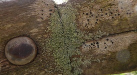 Moss Background Texture