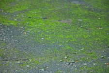 Moss On Tarred Surface