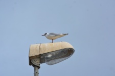Seagull On A Lamppost