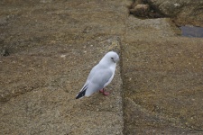 Seagull Laughing On The Ground