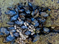Mussels In A Bunch