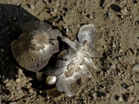 Mushrooms On Dirt