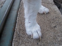 Nails On Foot Of White Jack Russell