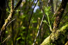 New Growth In The Forest