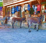 Oatman Arizona Donkeys