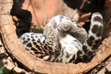 Ocelot Napping In Hollow Log