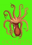 Octopus Vintage Illustration Poster