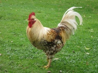 Old Farm Rooster