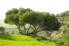 Olive Tree At Golden Hour
