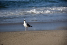One Seagull On The Beach