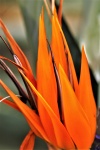 Orange Bird Of Paradise Abstract
